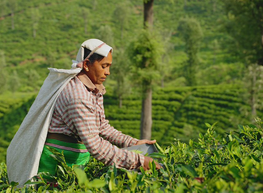 nilgiri biosphere reserve